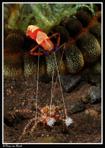 The puppetmaster... by Dray Van Beeck 